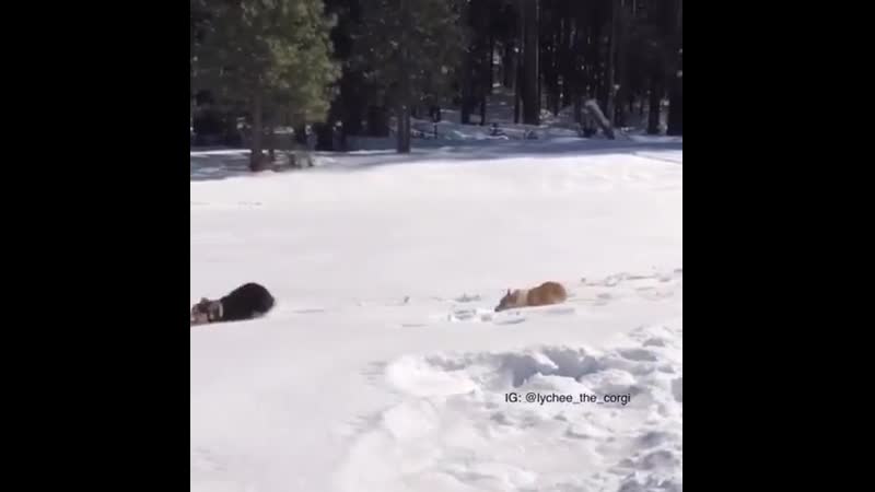 Снежные дельфины😆😍