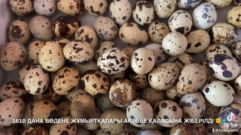 1610 дана бөдене жұмыртқалары ақтөбе қаласына жіберілді ✊🇰🇿