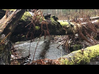 Сказочный сертоловский ручей