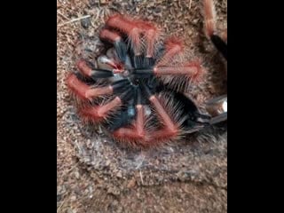 Ms wolf 20191204 1 mp4