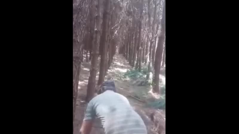 Лесоруб со стажем