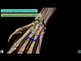 Upper limb arteries hand and wrist 3d anatomy tutorial