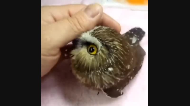 Прикольный совенок!