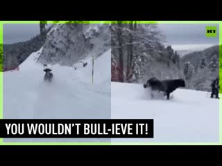 Skiers joined by a bull running down slope at russian resort