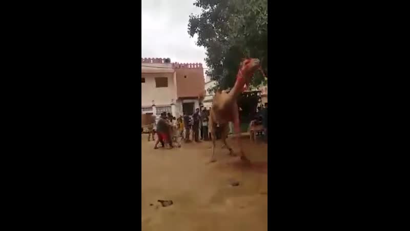 Бесовский биоробот убивает верблюда и погибает от его пинка