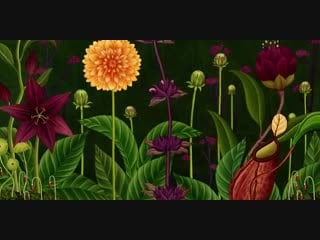 Amkk presents botanical animation story of flowers full ver