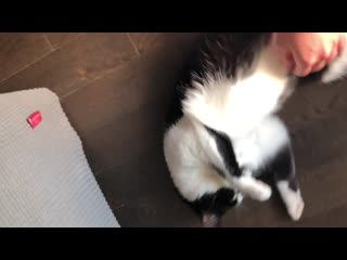 Our little girl has been feeling anxious lately but the belly rubs always make her feel better