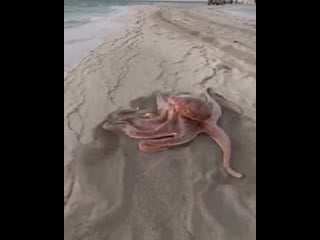 The way it moves, octopus with 9 tentacles? no, 8 tentacles and one is the penis
