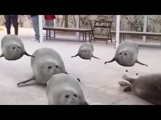 Молодые флекс 1