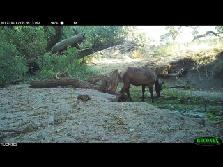 Invasive wild pigs interacting with rocky mtn elk on tejon ranch