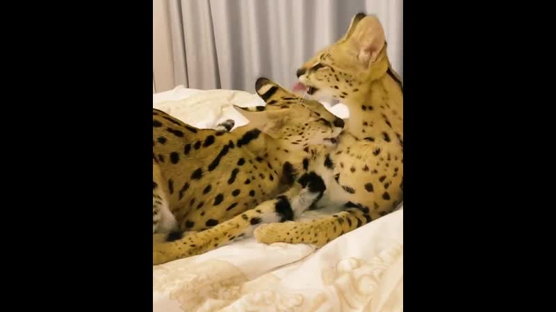 Взаимный лизь))