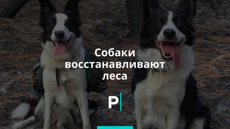 Молодые восстанавливают леса