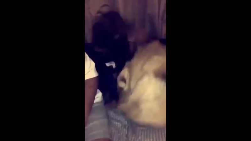 Вот это храбрость