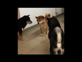 Reservoir shiba inu