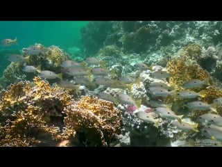 #scuba diving egypt #red sea #underwater #hurghada amazing underwater life