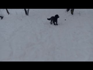 Одри ловит снежки и лету