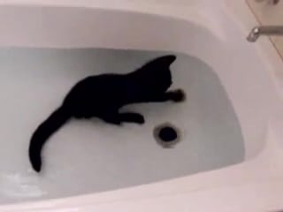 Киска водяной ))