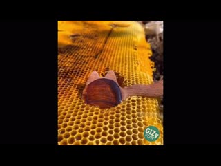 Сочный сбор мёда [gizy fun]