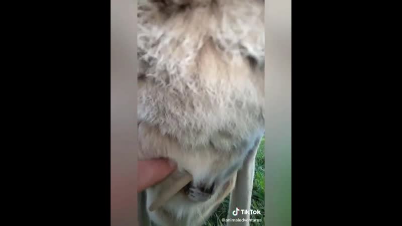 Для любителей подсматривать вот как выглядит сумка кенгуру внутри