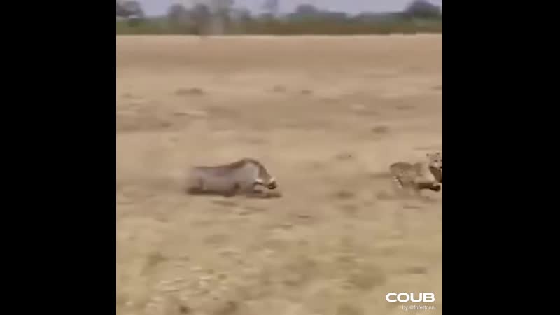 Неожиданная развязка