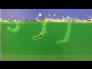 Ant farm time lapse over 4 days in gel with harvester ants in hd