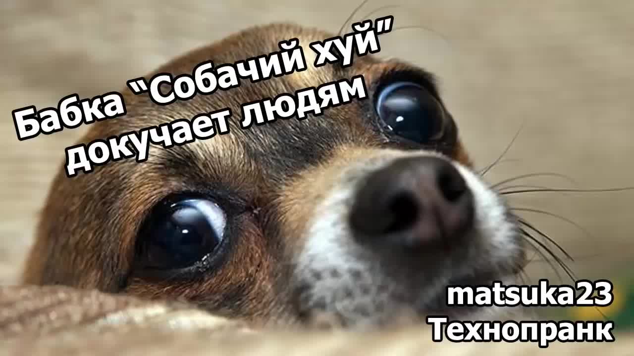 сосет собачий член  watch online