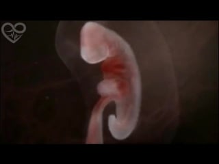 От зачатия до рождения