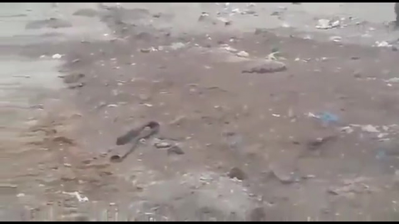 Голодные медведи у дороги на севере сахалина (маты)