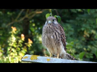 A young kestrel