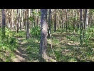 Sos❗вырубка леса в бору челябинска 🔪🌲