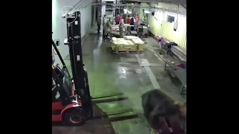 На сахалине мишка забрёл на завод и испугал рабочих