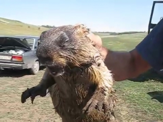 Как кричит сурок how marmot screams