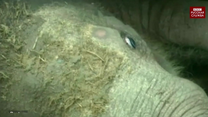 Слоненок застрял в канализации на шри ланке, но на помощь пришли спасатели