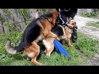 Вязка молодые немецкие овчарки mating german shepherds التزاوج الكلاب कुत्ता संभोग। одесса