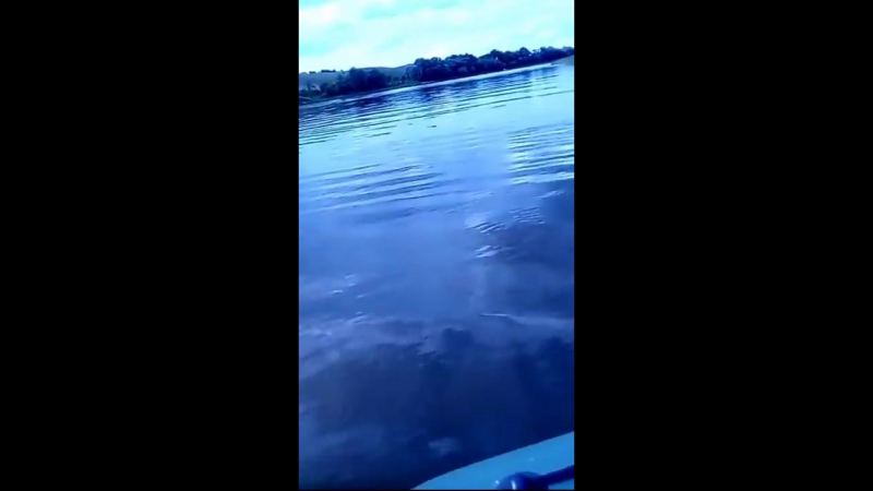 Россошанцы поймали сома в 80 кг, блокнот россошь, 28 06 2017