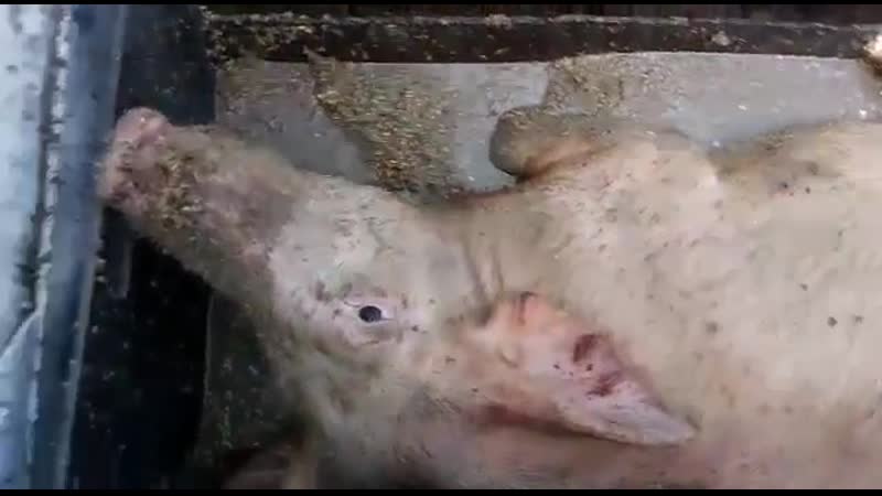 Пьяные свиньи напились браги