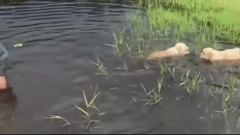 Пёсики учатся плавать (vhs video)