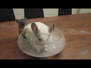 Шиншилла принимает пылевую ванну (chinchilla dust bath)