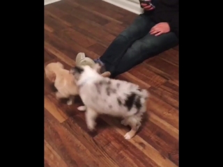 Песики играются