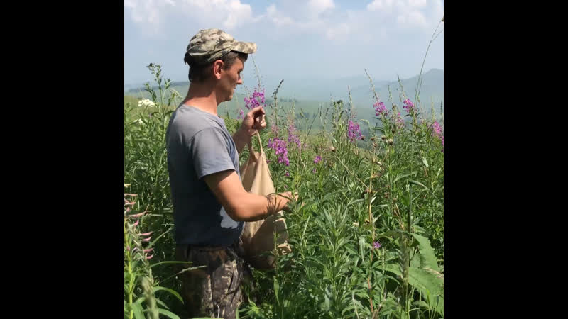 “человек на карте” иван чай от михаила с алтая