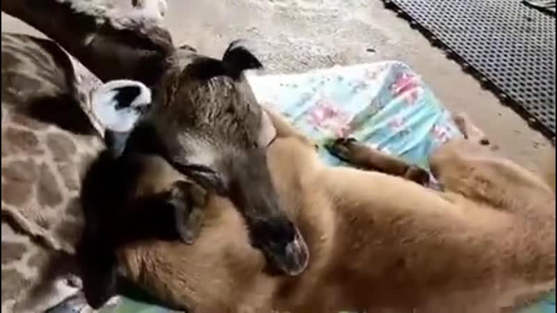 Giraffе lоvеs his dоggо