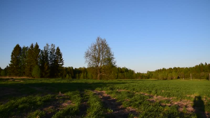 Урочище рысино (киришский р н), ещё одно обзорное видео, 30 05 2020