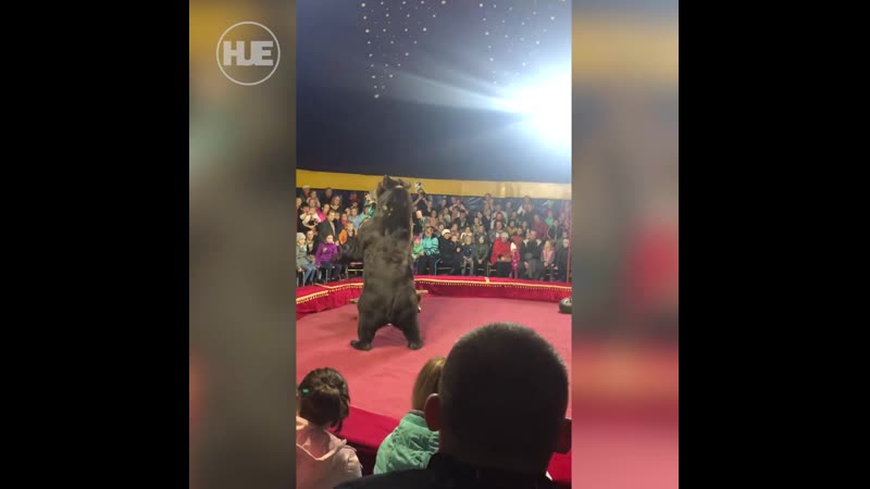 В цирке олонца дрессированного медведя усмиряли электрошокером