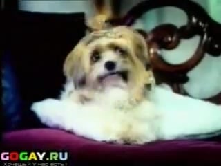 Гей рекламный ролик ikea в норвегии