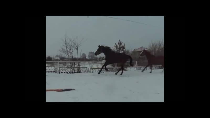 Две кобылки от голштинского алькаро (5053 5054)