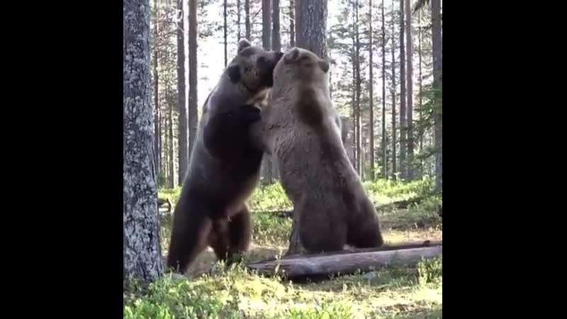 Бійка двох ведмедів у лісах фінляндії
