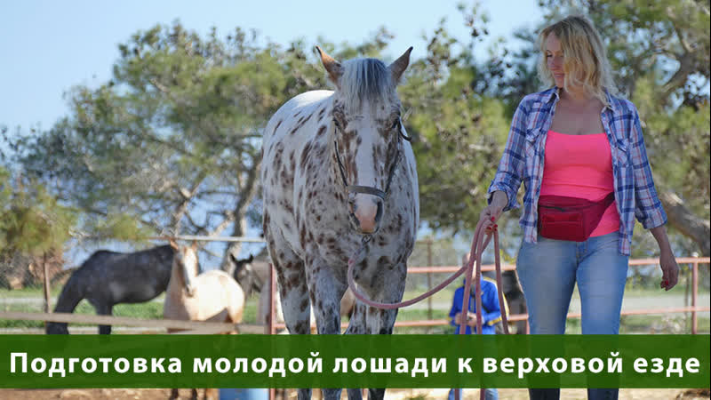 Подготоа молодой лошади к верховой езде