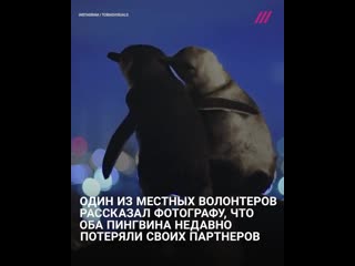 Двое овдовевших пингвинов держатся вместе и утешают друг друга в мельбурне