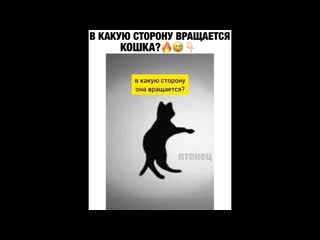 В какую сторону вращается кошка?