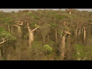 Bbc мадагаскар 1 серия остров чудес